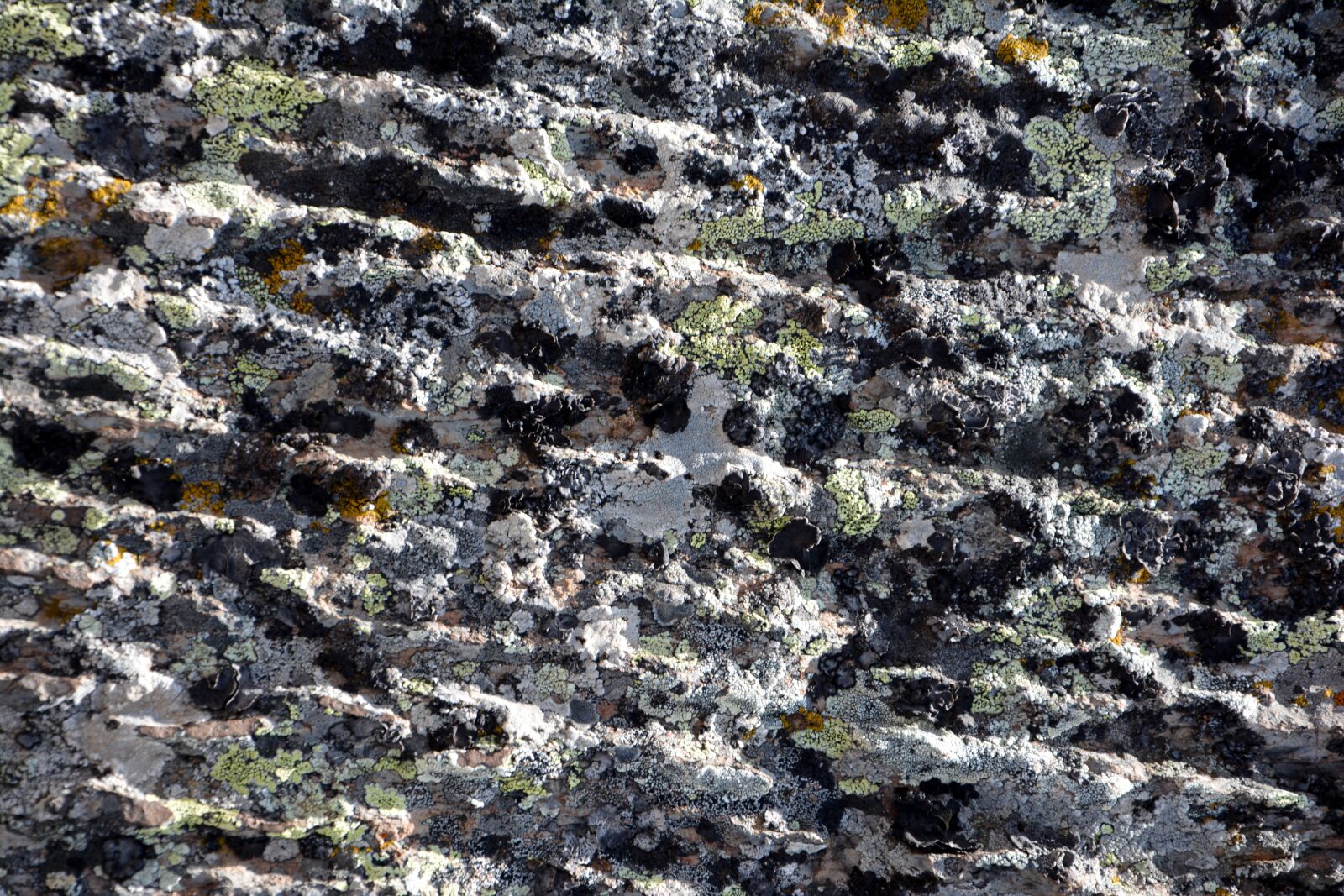Nikon D7100 sample photo. Kennedy, stone, texture photography