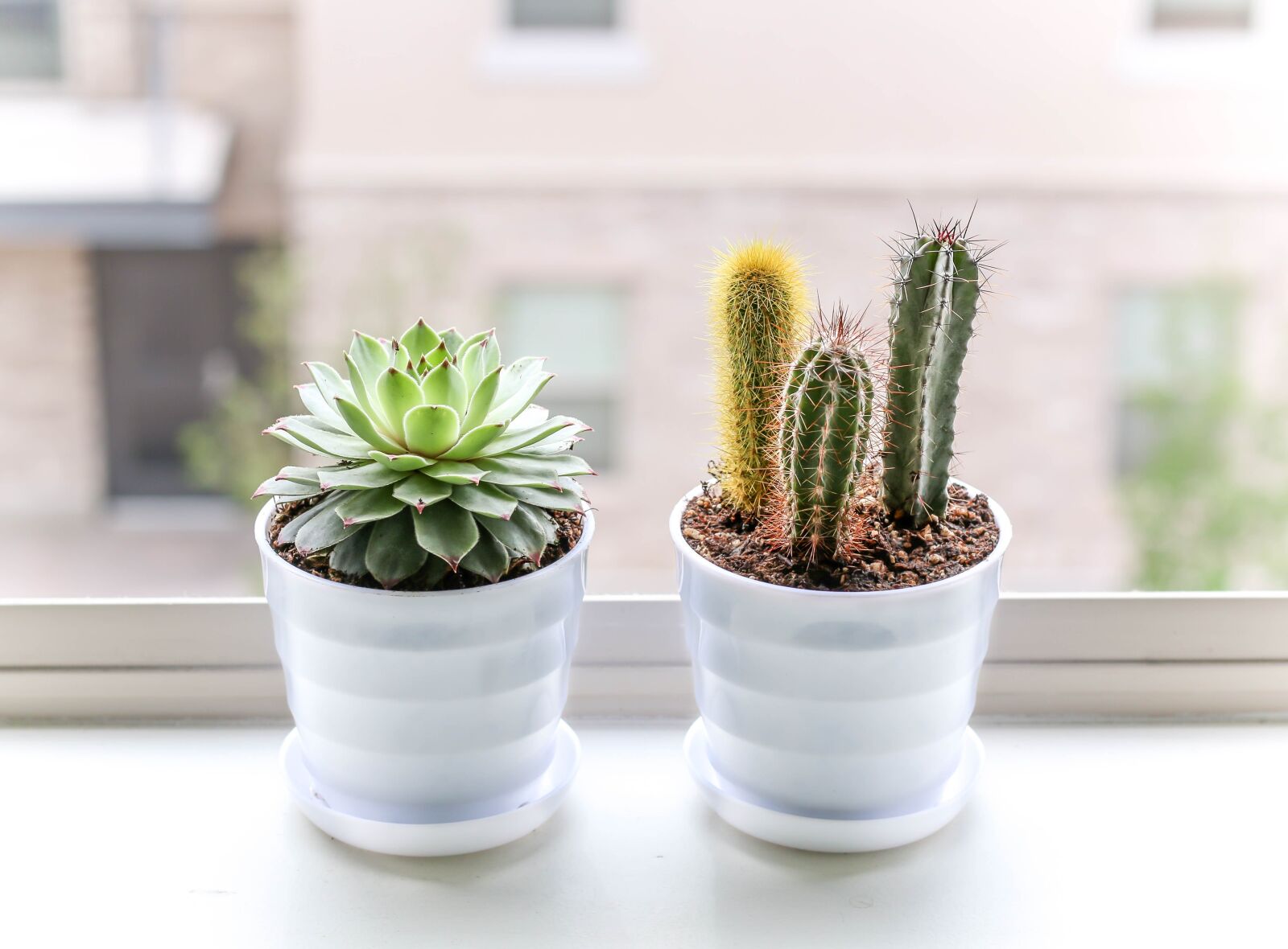 Canon EOS 70D sample photo. Succulent, plant, cactus photography