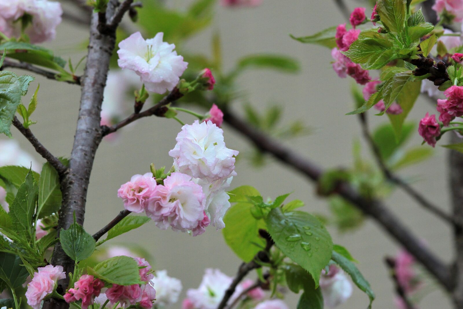 Canon EOS 500D (EOS Rebel T1i / EOS Kiss X3) sample photo. Plant, cherry blossoms, chrysanthemum photography