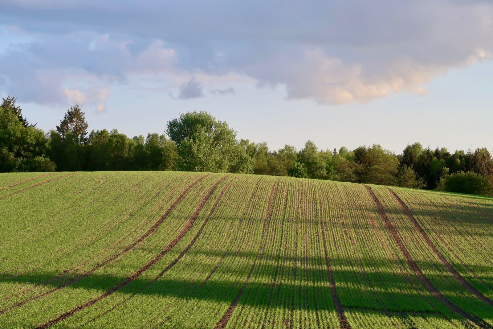Canon PowerShot G7 X Mark II sample photo. Field, agriculture, arable photography