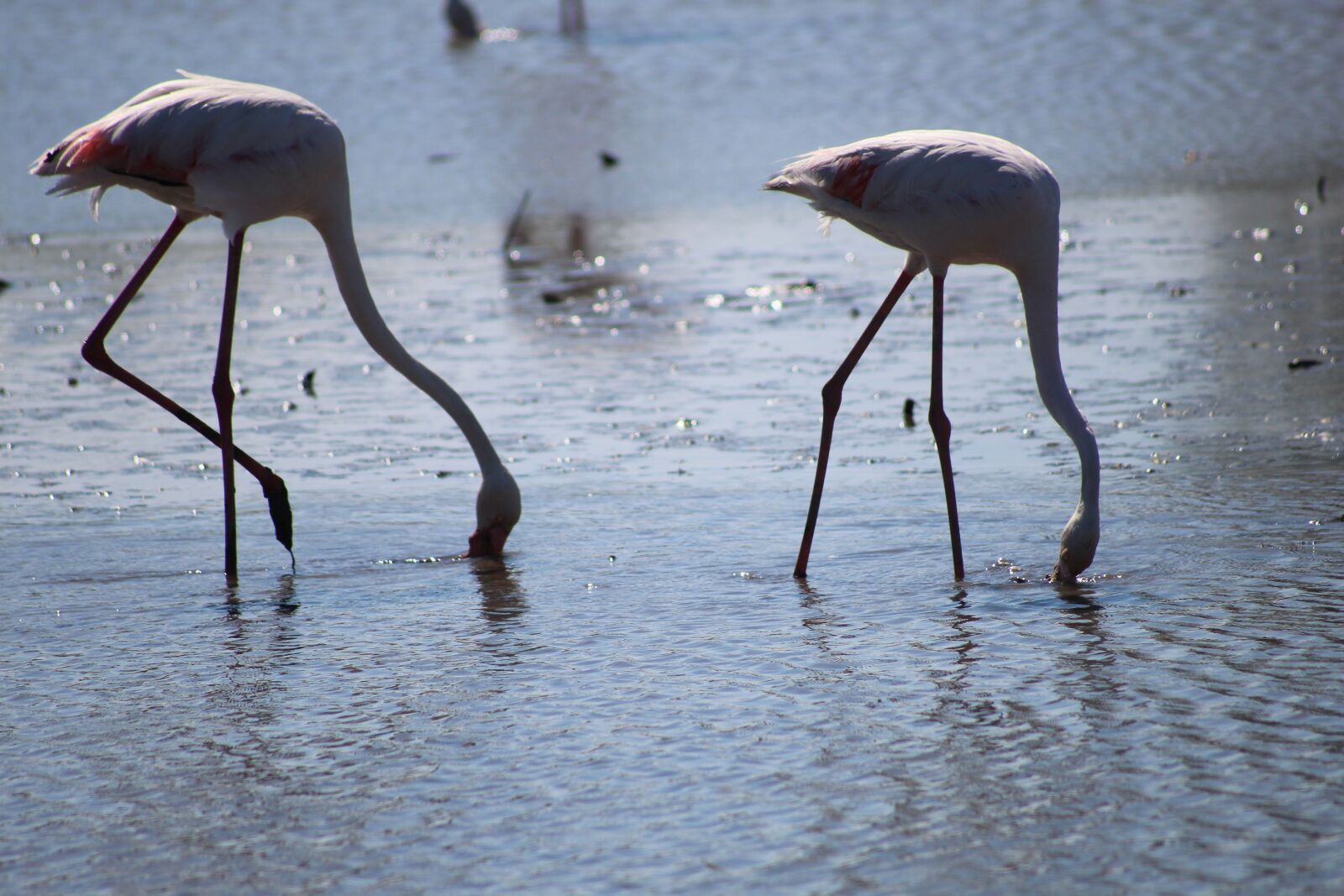 Canon EOS 1200D (EOS Rebel T5 / EOS Kiss X70 / EOS Hi) sample photo. Camargue, pink flamingo, ornithology photography