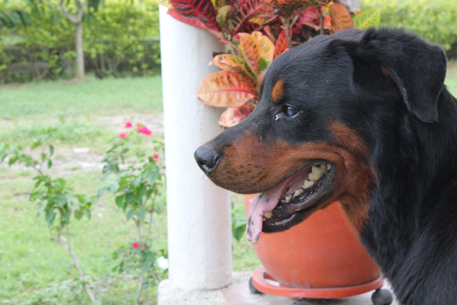 Canon EOS 1100D (EOS Rebel T3 / EOS Kiss X50) sample photo. Dog, pet, profile dog photography