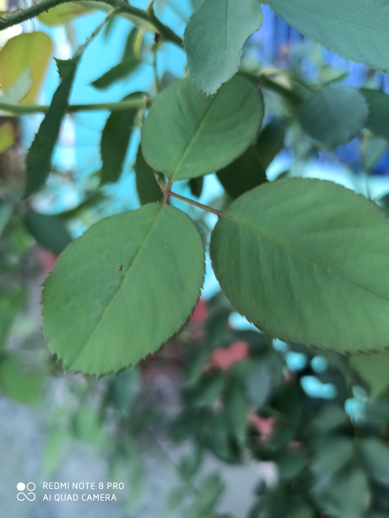 Xiaomi Redmi Note 8 Pro sample photo. Rose leaves, green, nature photography