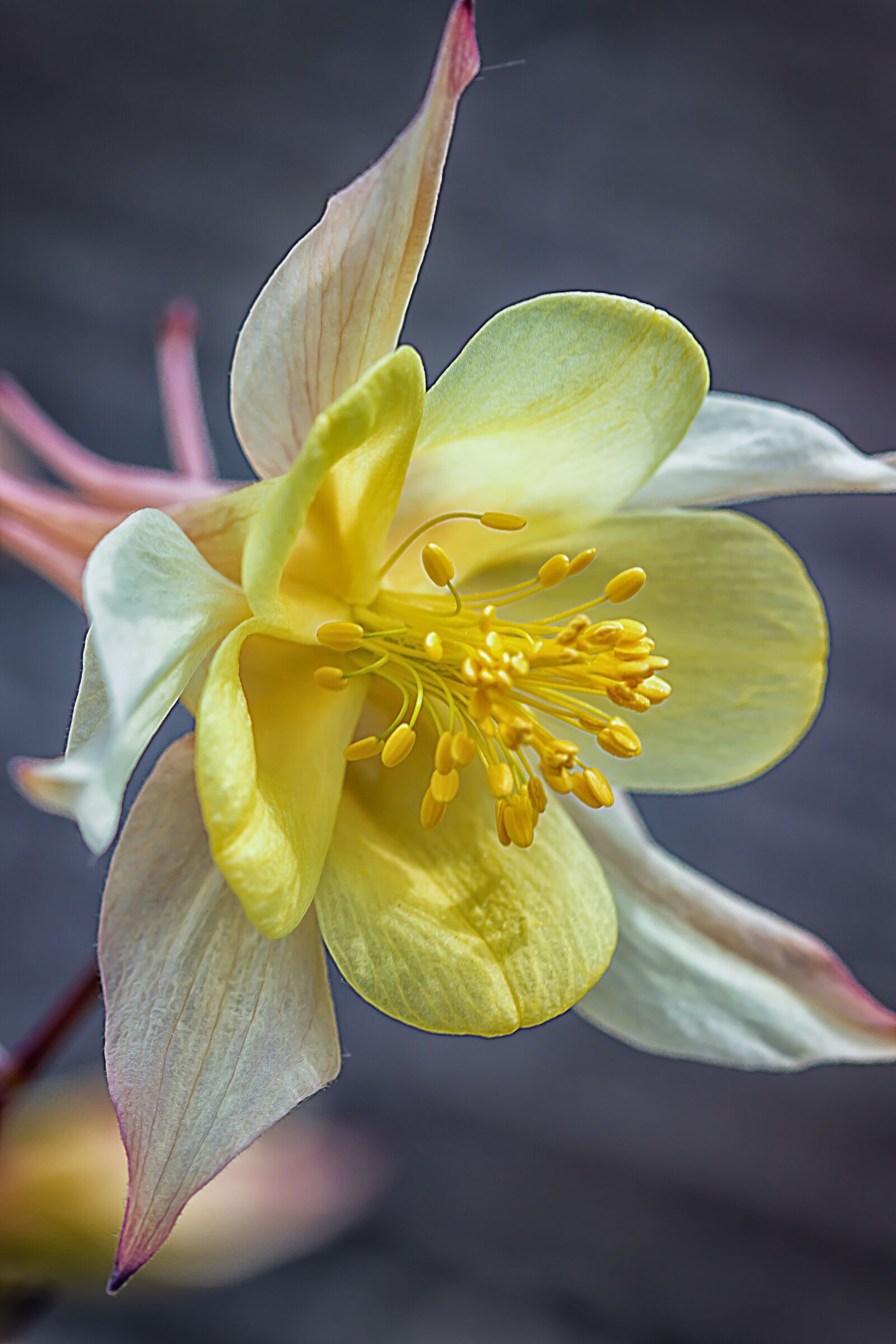 Canon EOS 7D Mark II sample photo. Columbine, flower, blossom photography