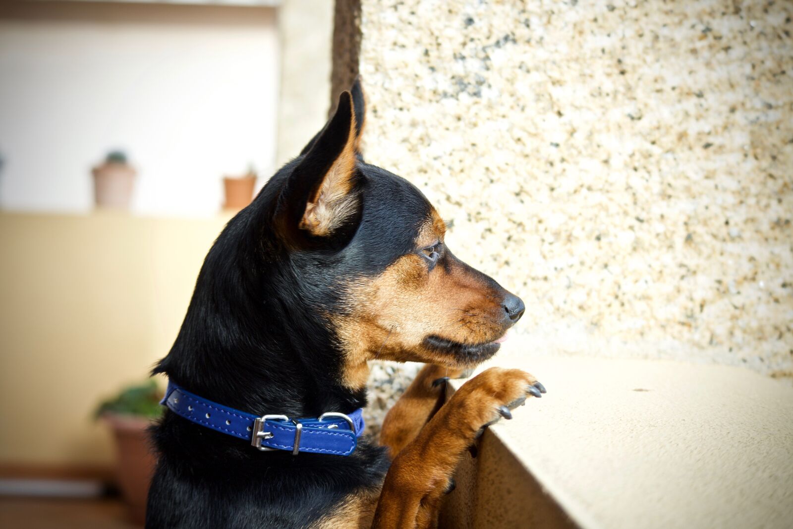 Canon EOS M sample photo. Dog, pinscher, look photography