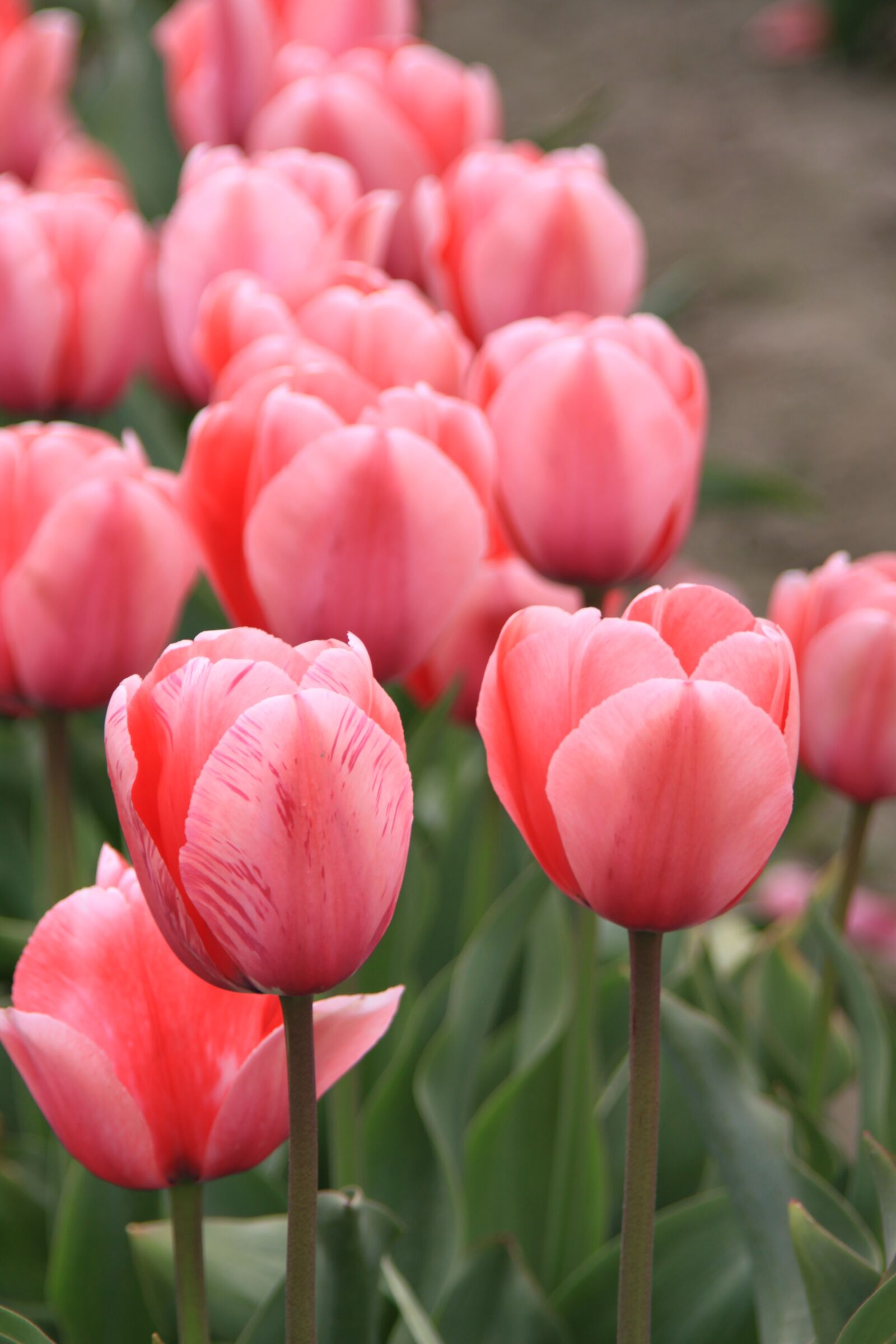 Canon EOS 50D sample photo. Tulip fields, washington state photography