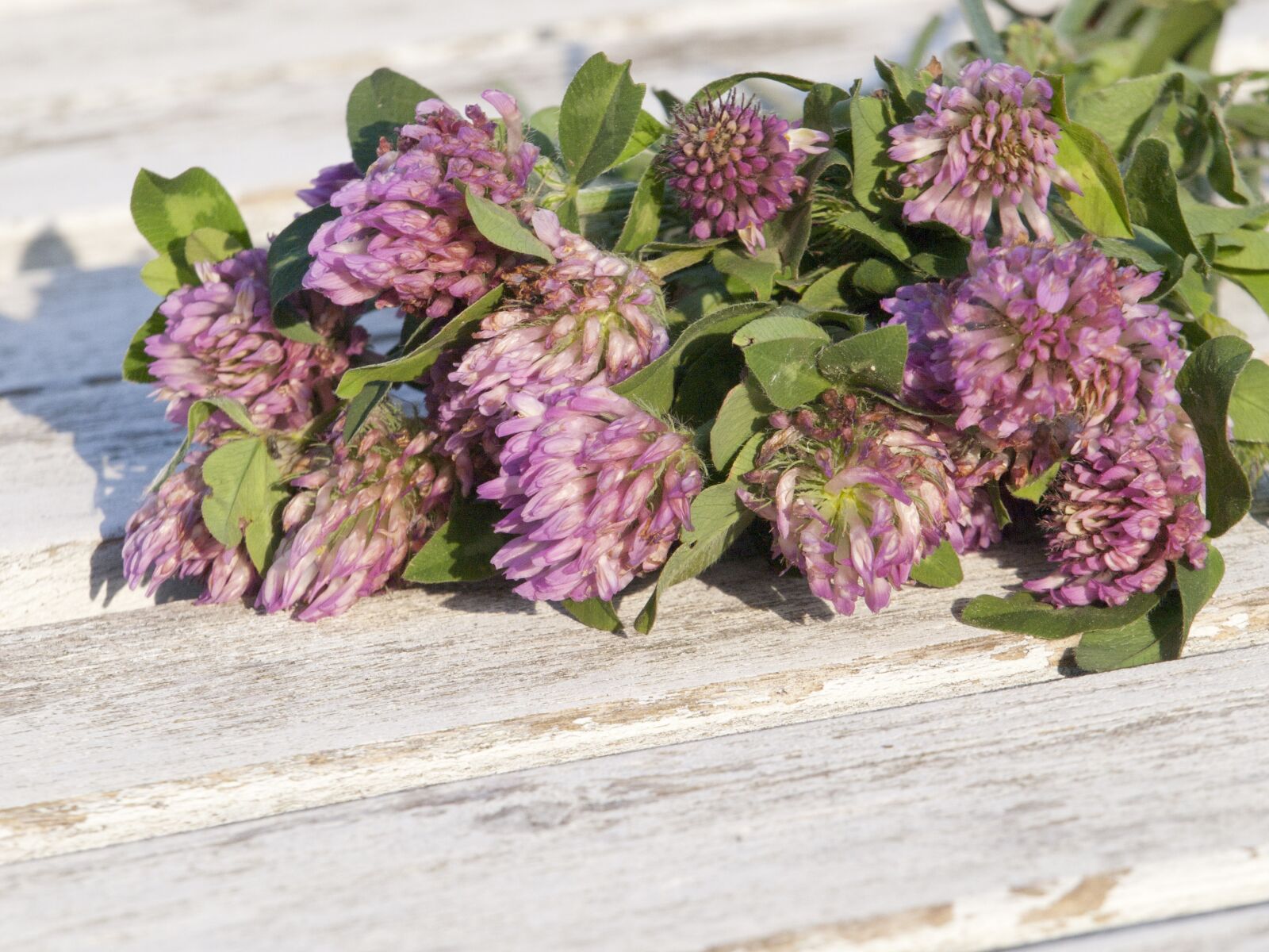 Olympus E-420 (EVOLT E-420) sample photo. Red clover, grassland plants photography