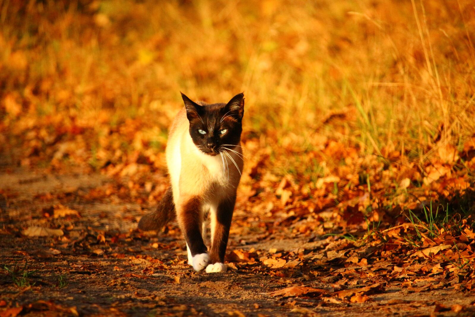 Canon EOS 100D (EOS Rebel SL1 / EOS Kiss X7) sample photo. Cat, mieze, kitten photography