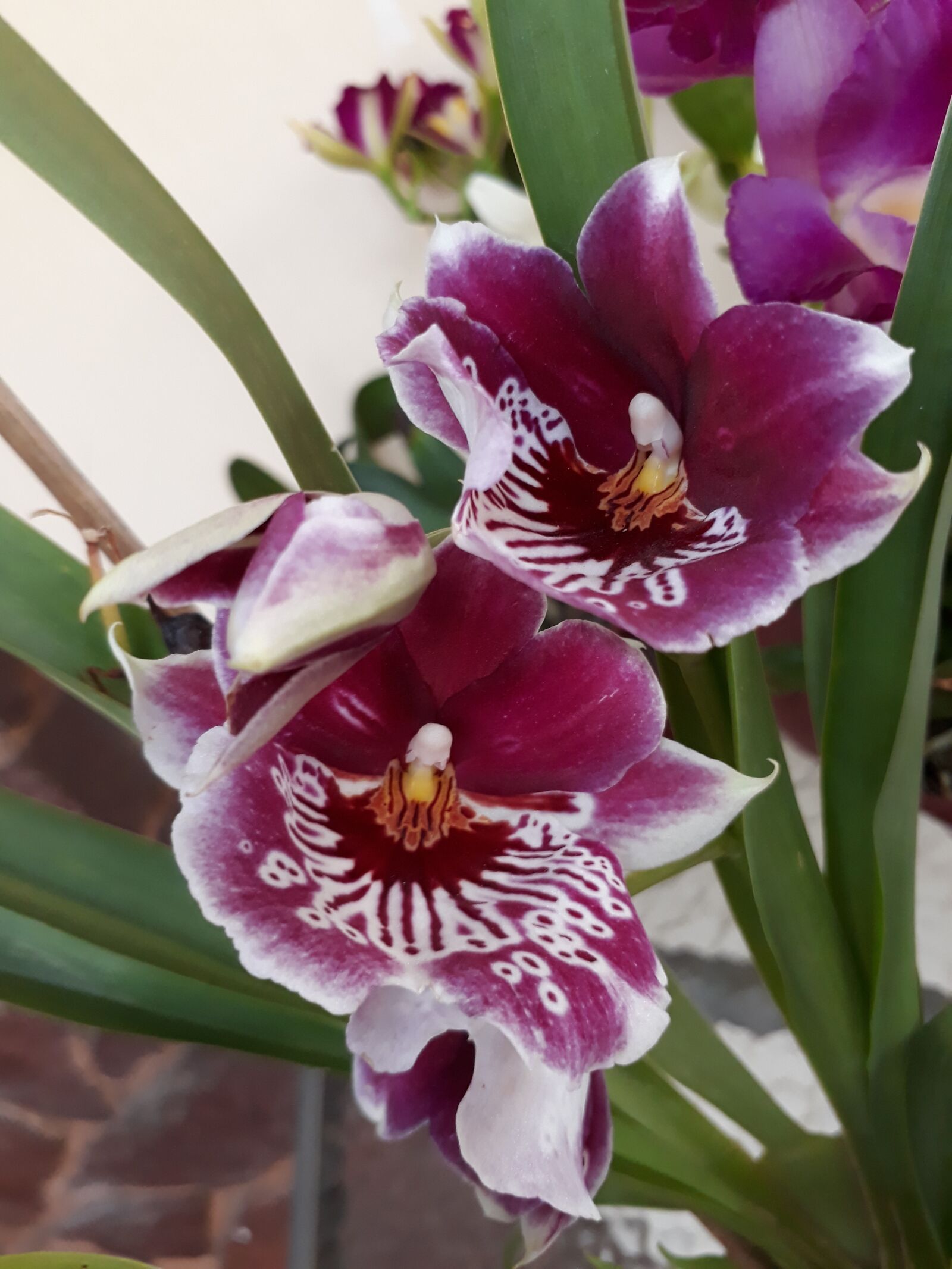 Samsung Galaxy J5 Prime sample photo. Flowers, orchid, exotic photography