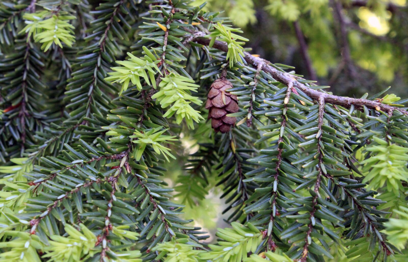 Canon EOS 500D (EOS Rebel T1i / EOS Kiss X3) sample photo. Hemlock, tree, cones photography