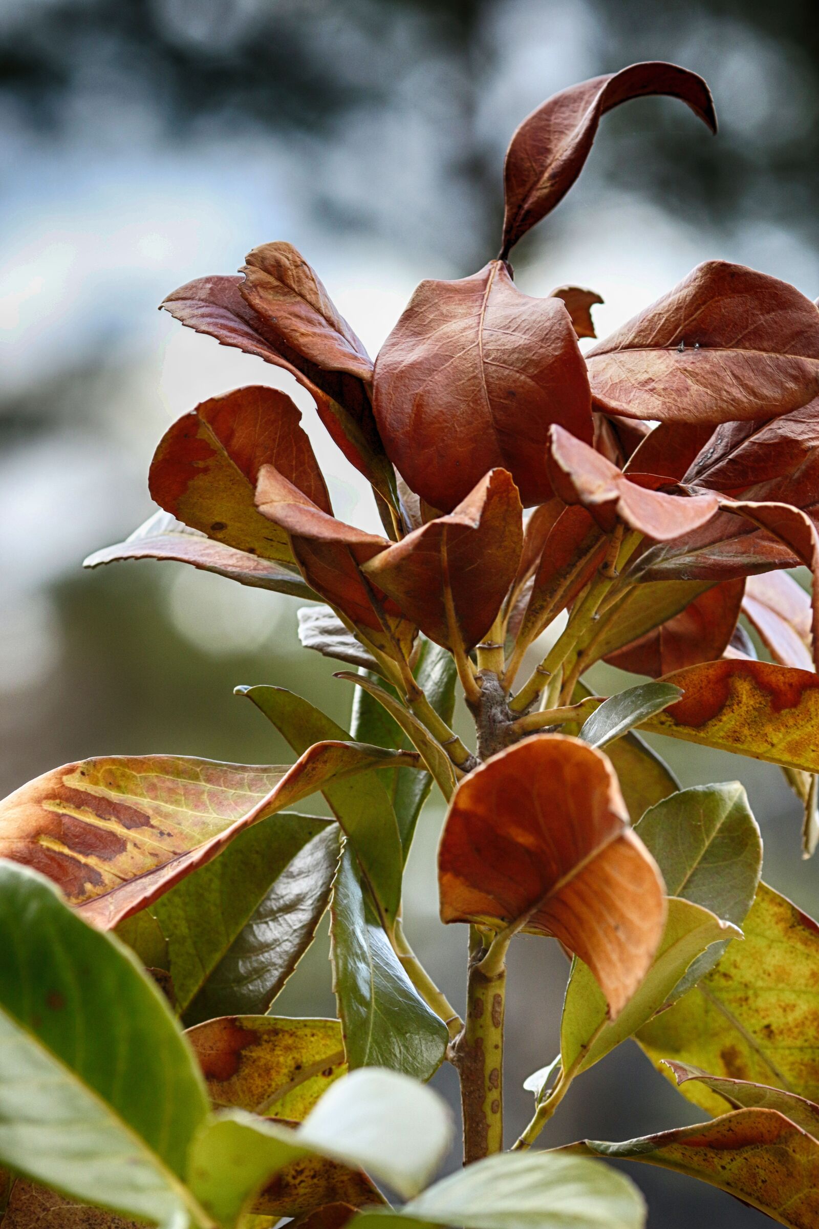 Canon EOS 7D Mark II + Canon EF 135mm F2L USM sample photo. Leaf, nature, outdoors photography