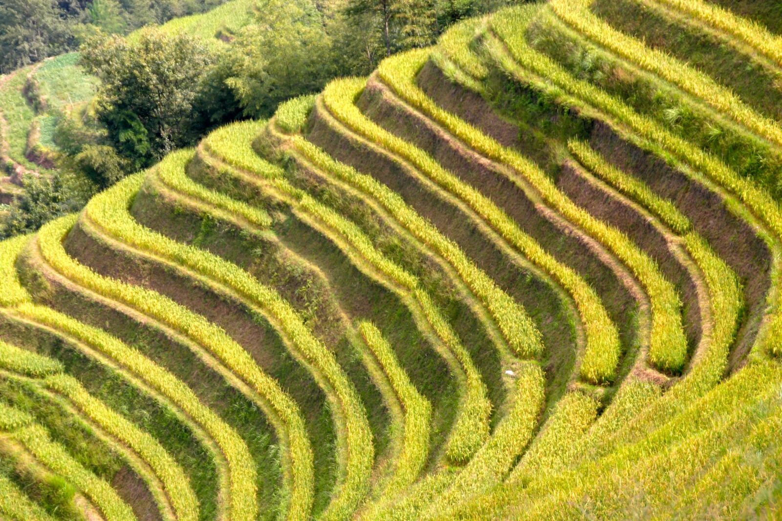 Canon EOS 10D sample photo. Rice, plantation, rice plantations photography