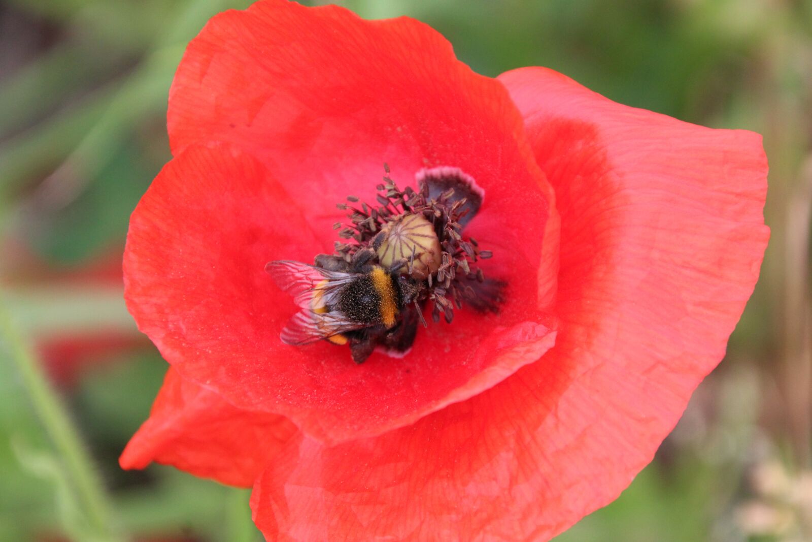 Canon EOS 1200D (EOS Rebel T5 / EOS Kiss X70 / EOS Hi) sample photo. Klatschmohn, poppy, blossom photography
