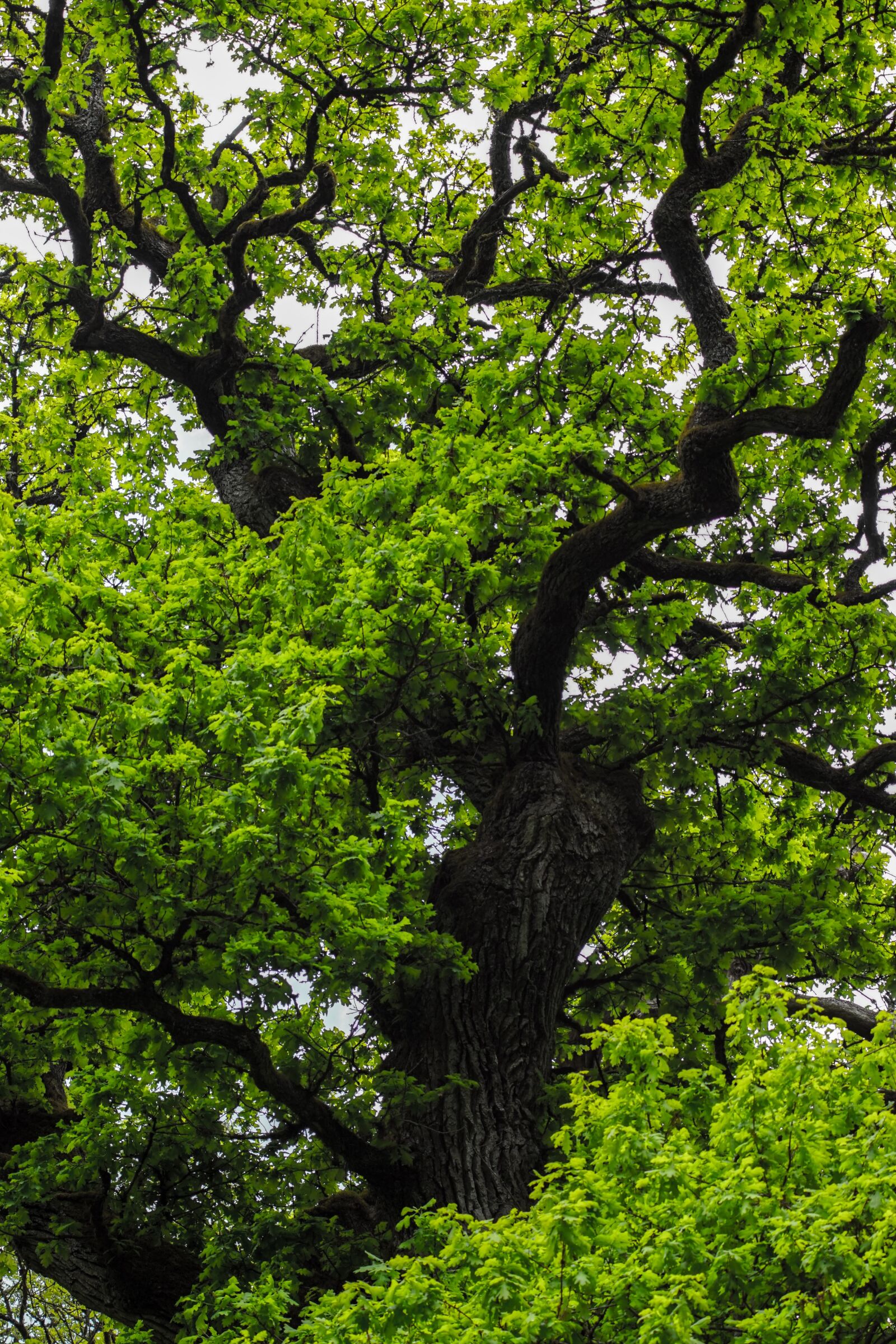 Sony SLT-A68 sample photo. Tree, tribe, oak photography