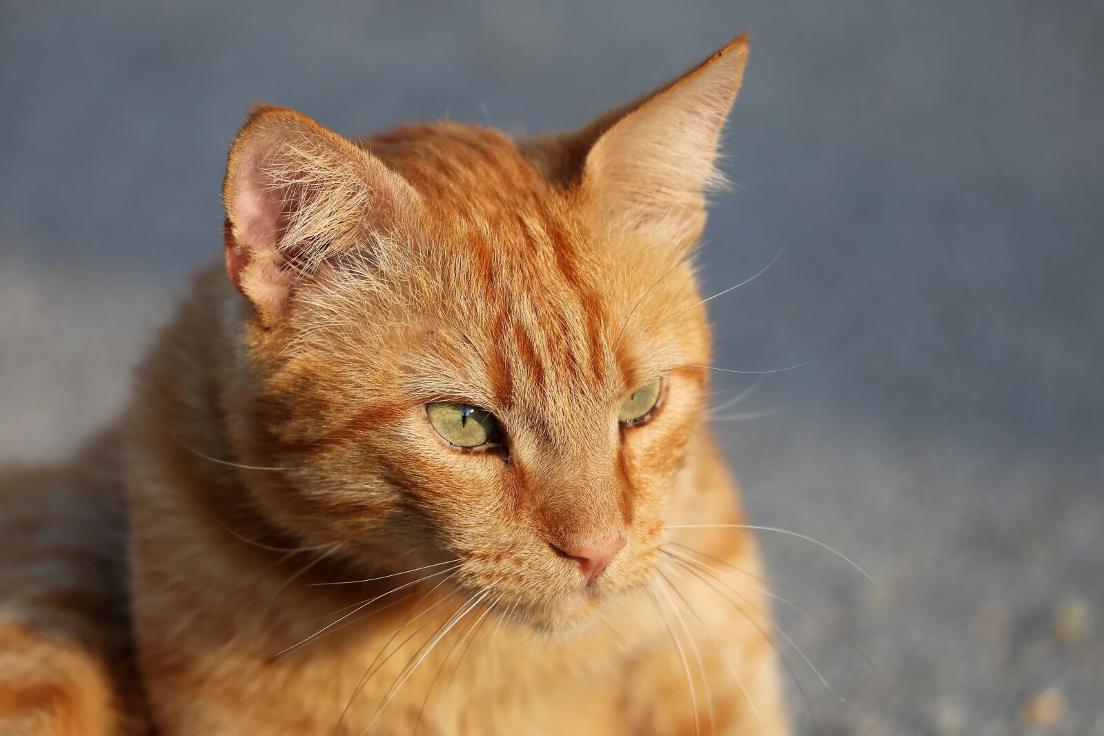 Canon EOS 6D sample photo. Cat, animal, pet photography