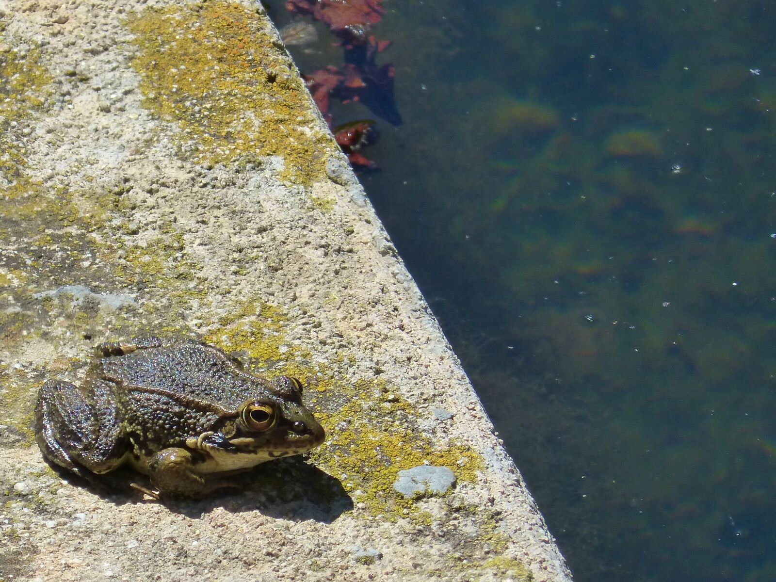 Panasonic DMC-FZ62 sample photo. Frog, raft, water photography