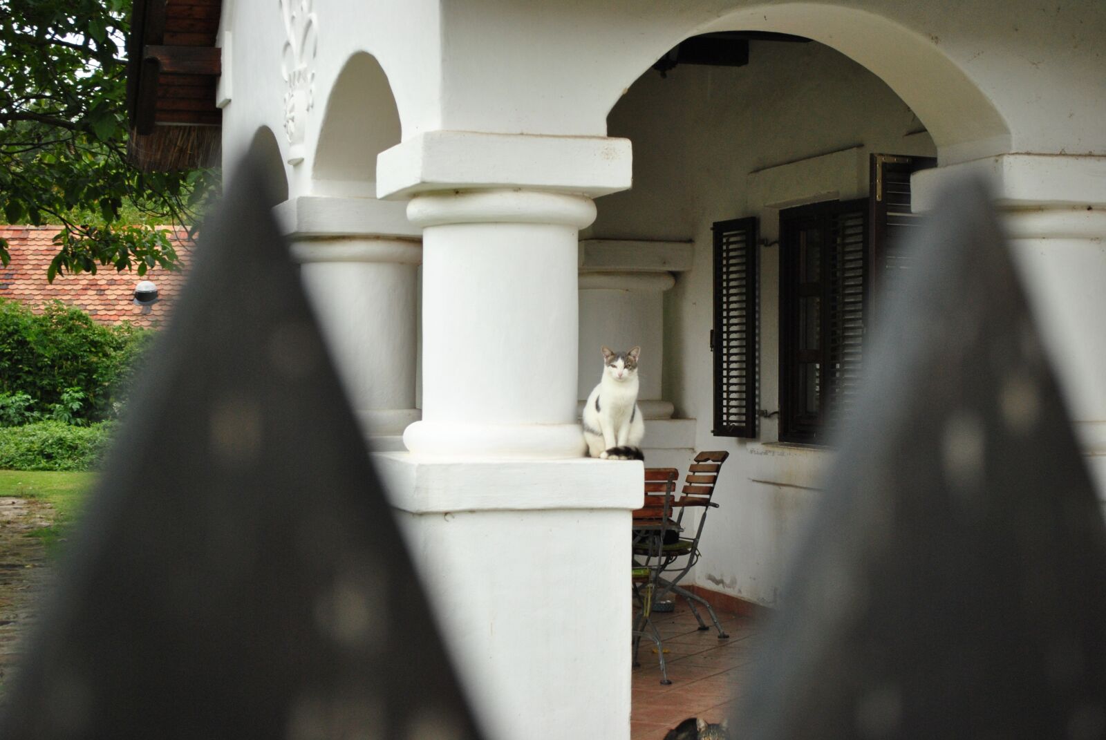 Nikon D3000 sample photo. Cat, peasant yard, balaton photography