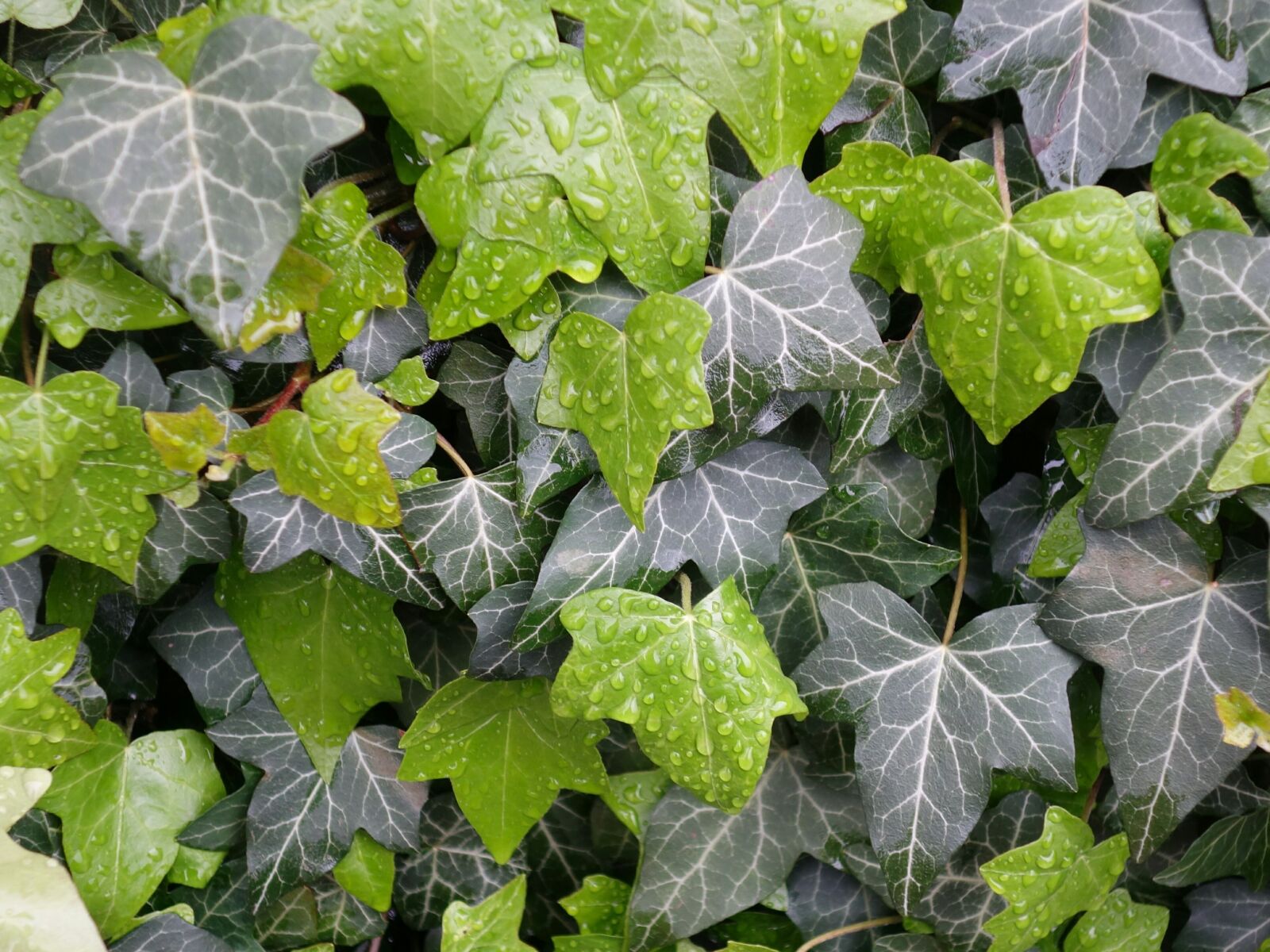 Sony Cyber-shot DSC-RX100 II sample photo. Ivy, leaves, wet photography