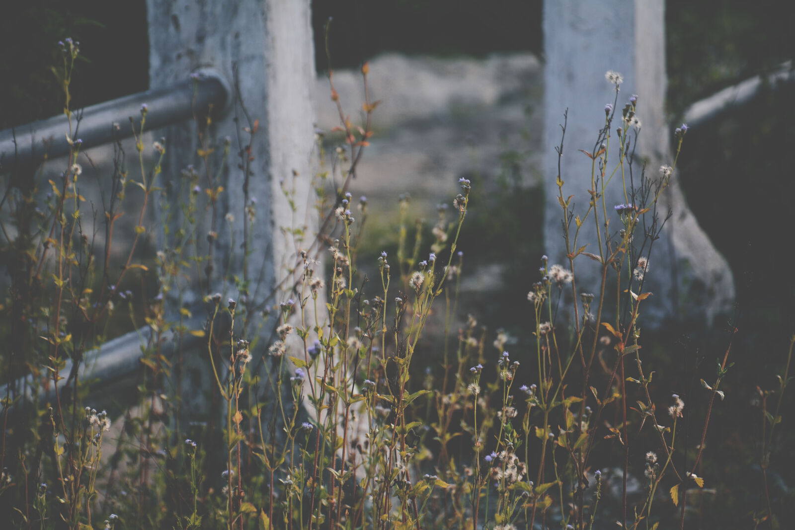 Nikon D7100 sample photo. Blue, flowers, new, nikon photography