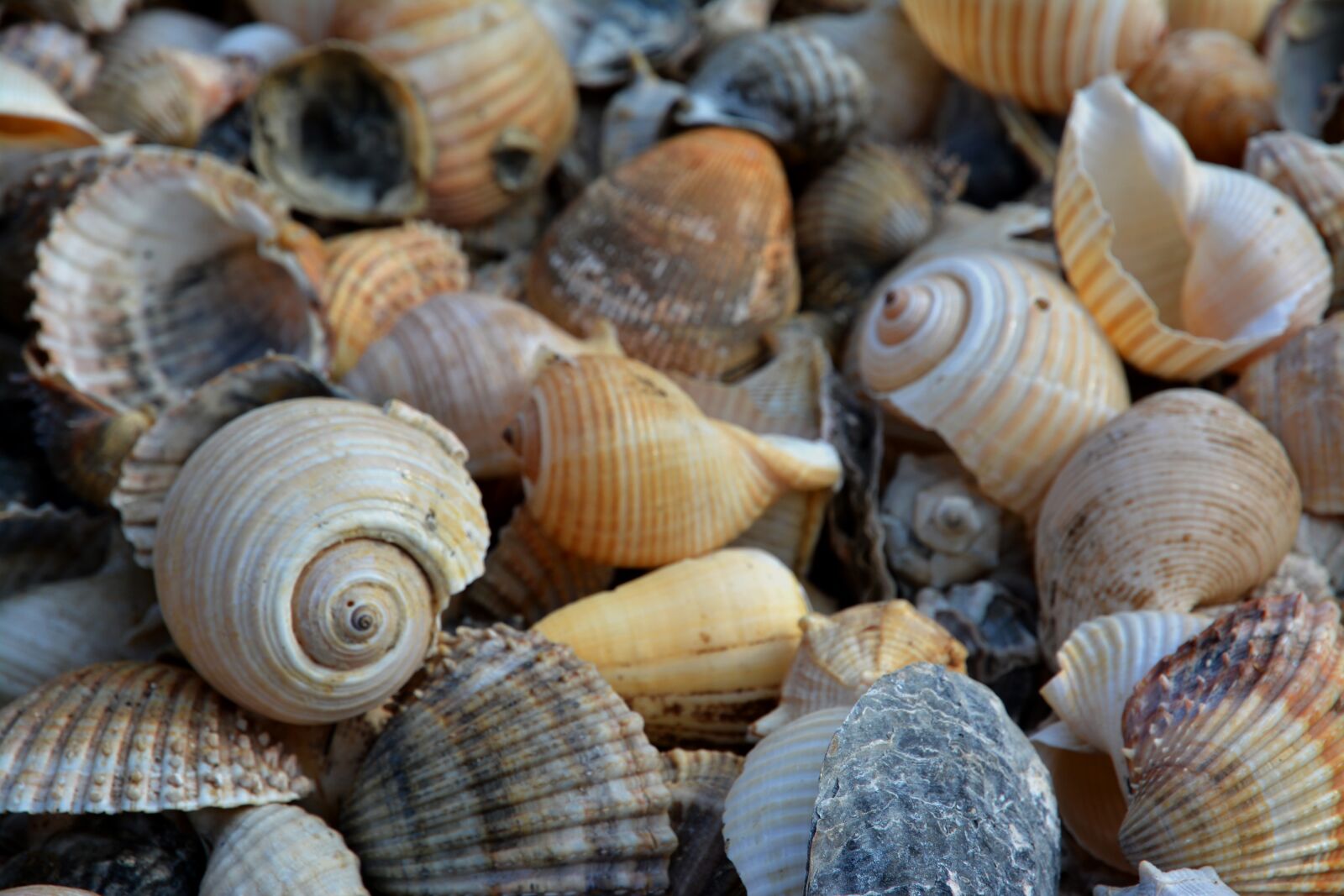 Nikon D5200 sample photo. Many, marine, group photography