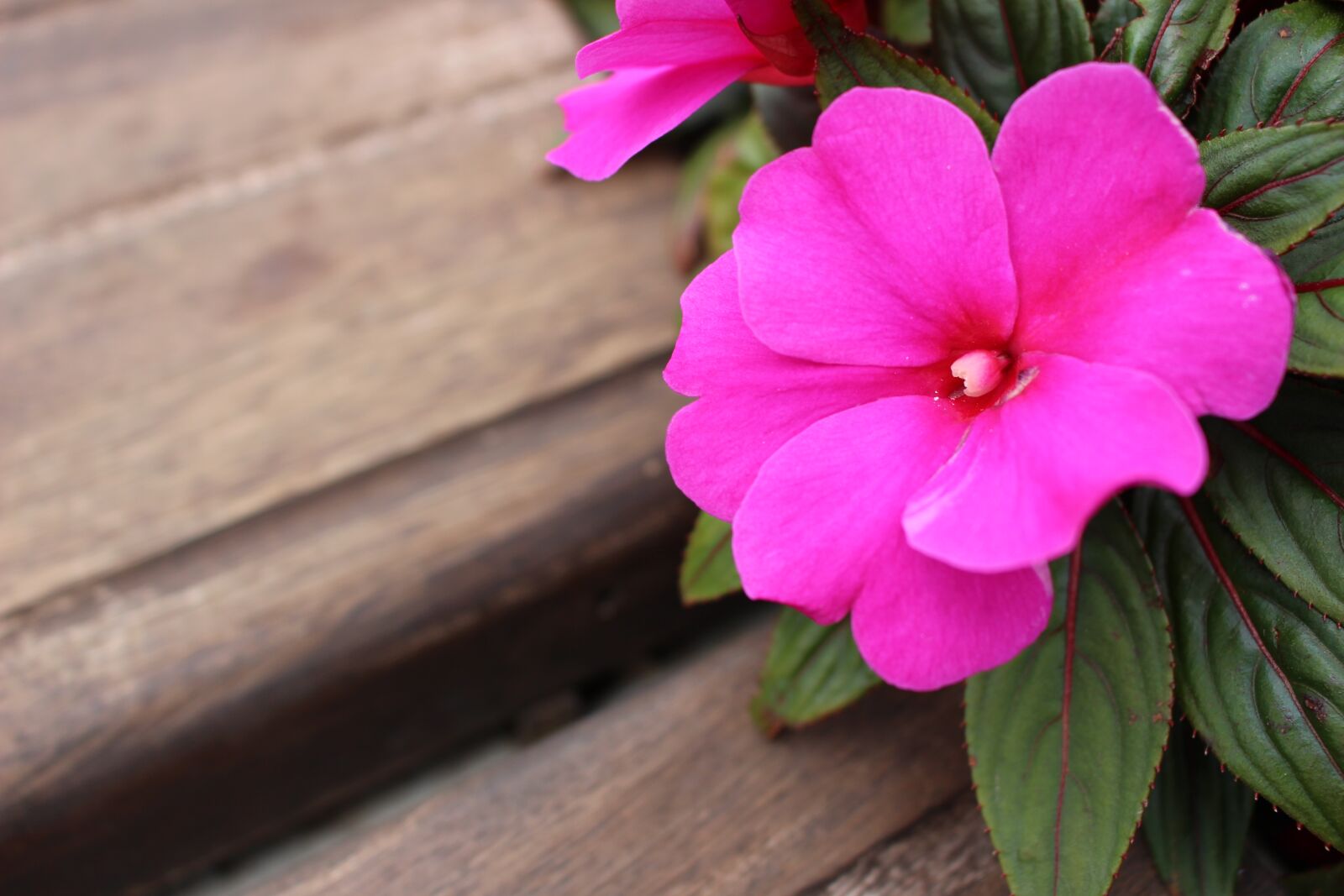 Canon EOS 100D (EOS Rebel SL1 / EOS Kiss X7) sample photo. Flower photography