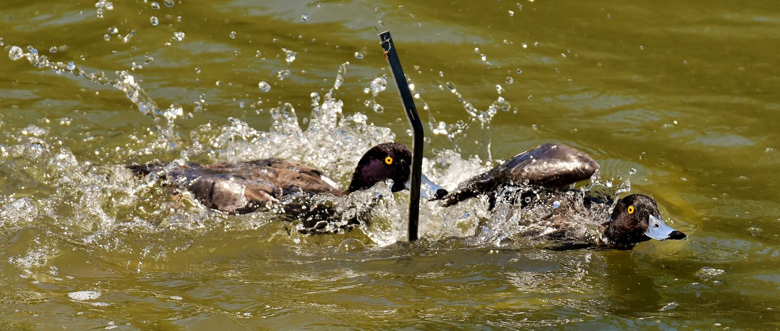 Nikon D7200 sample photo. Tufted duck, tracking, blue photography