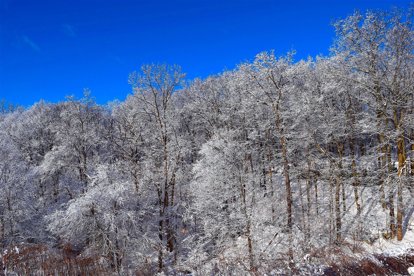 Nikon D3300 sample photo. Snow, trees, winter photography