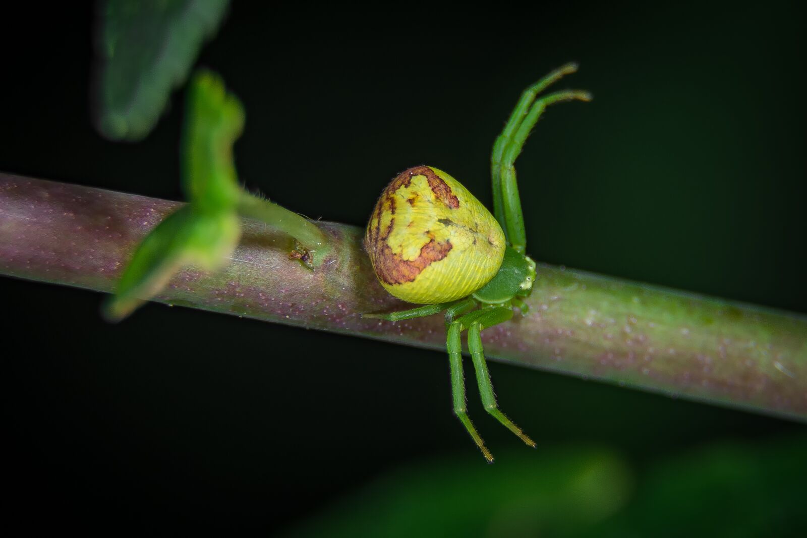 Nikon D7200 sample photo. Spider, macro, coral spider photography