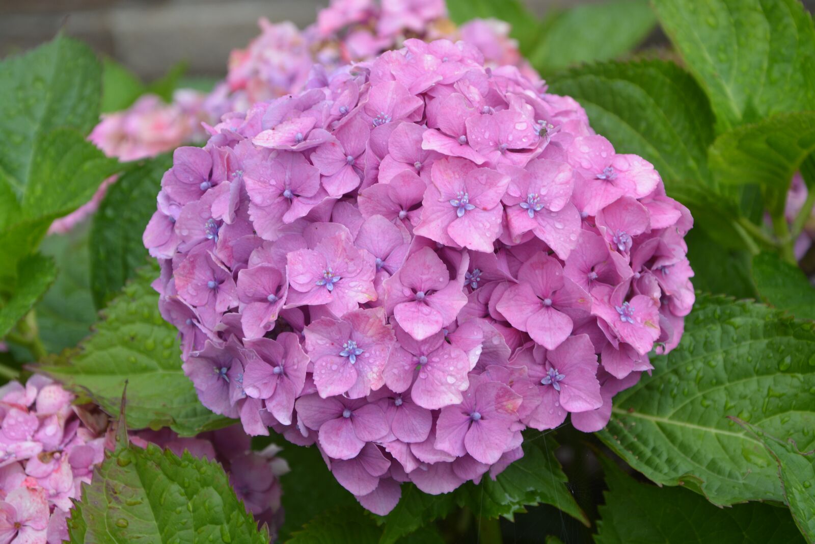 Nikon D5200 sample photo. Flowers hydrangea, flowers, nature photography