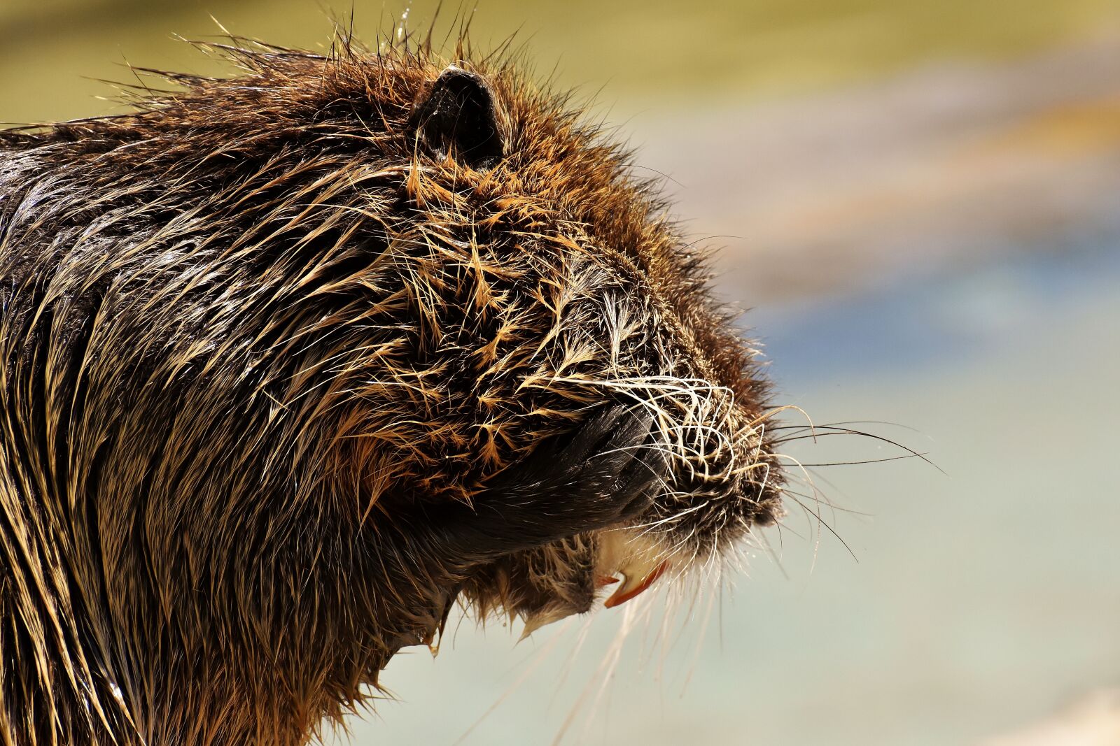 Nikon D7200 sample photo. Nutria, water rat, water photography