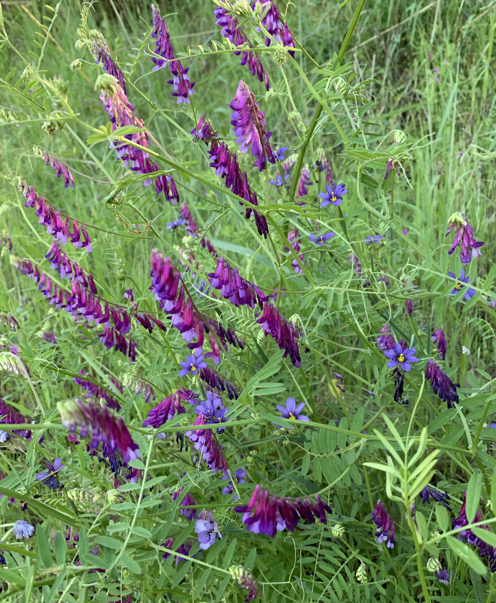 iPhone XS back dual camera 4.25mm f/1.8 sample photo. Hairy vetch, wildflowers, flowers photography