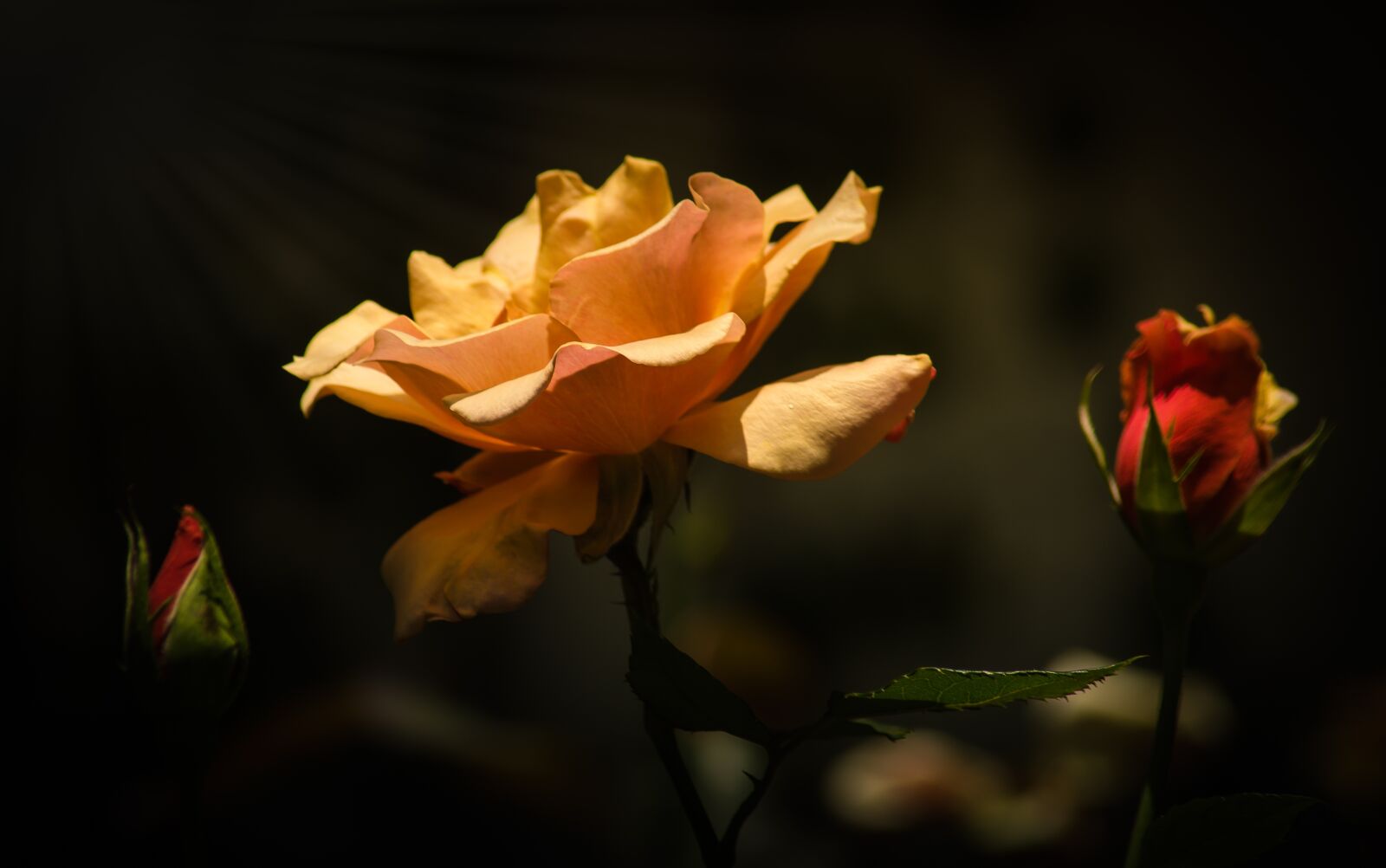 Nikon D750 sample photo. Flower, nature, flora photography