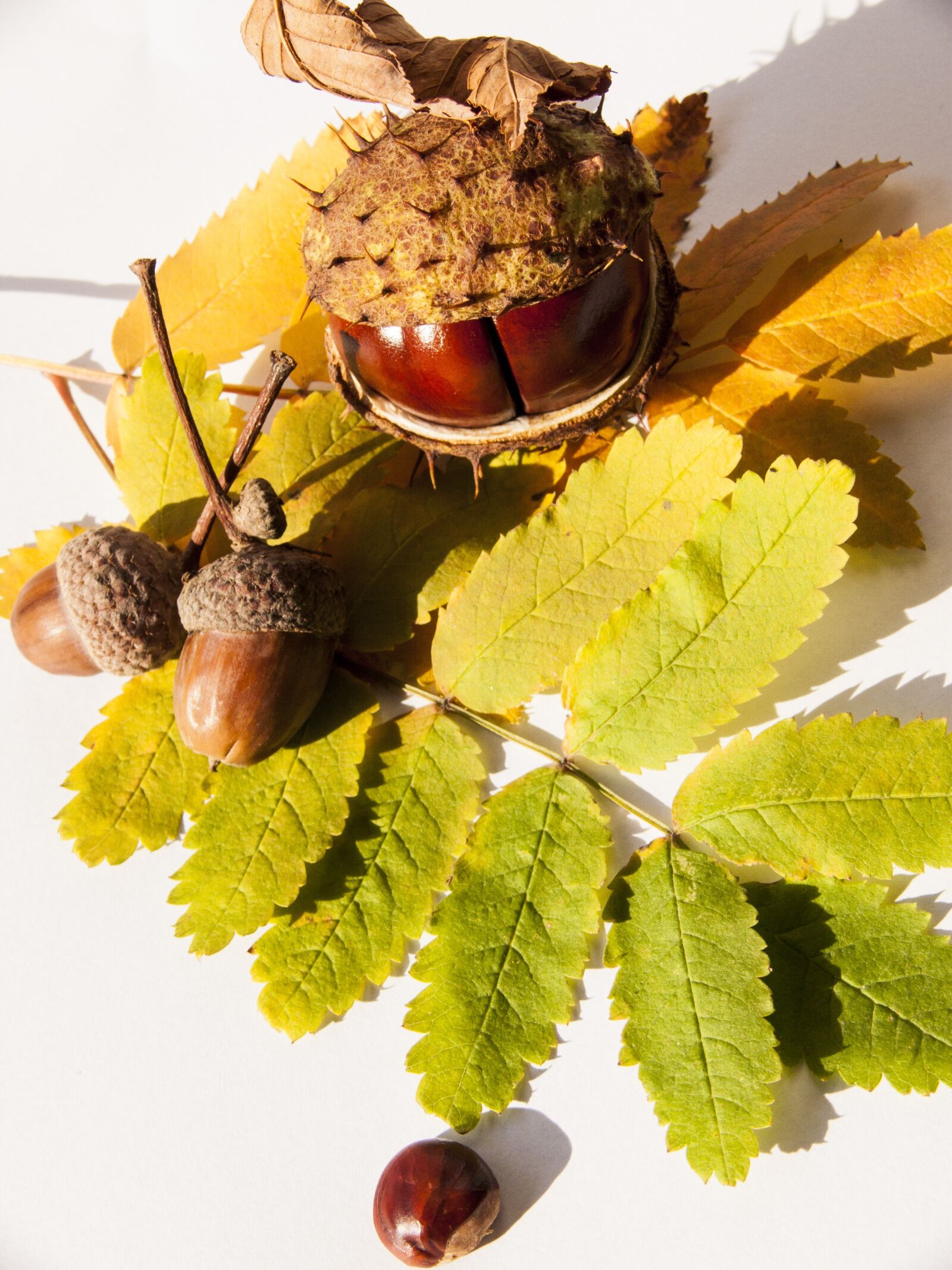 Panasonic DMC-FZ50 sample photo. Autumn, chestnut, still life photography