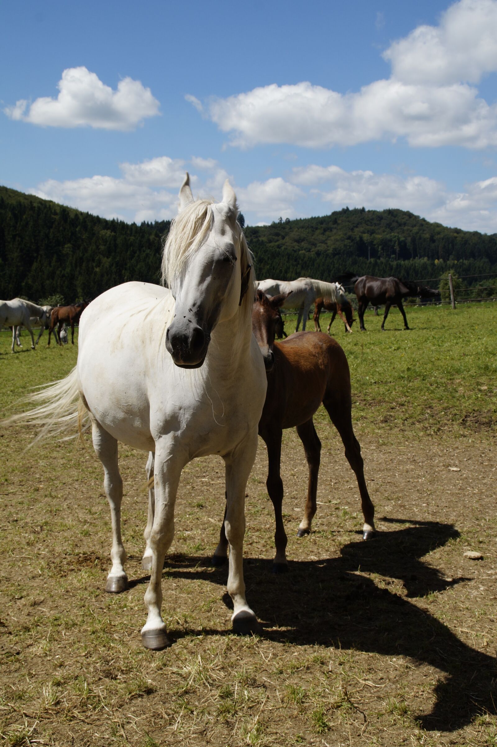 Sony SLT-A58 sample photo. Country stud, stud, mare photography