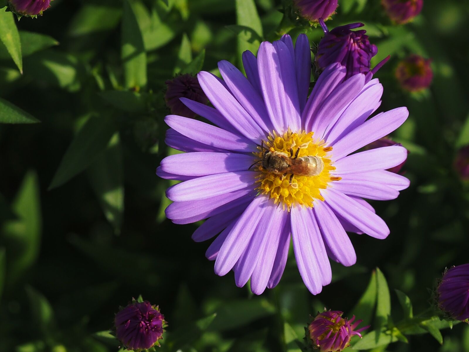 Olympus M.Zuiko Digital ED 60mm F2.8 Macro sample photo. Flower, insect, nature photography