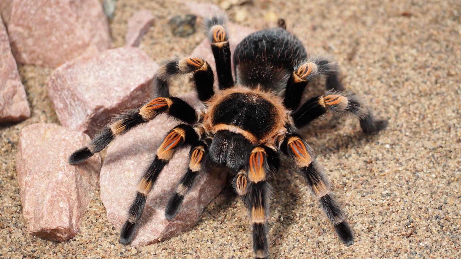 Olympus OM-D E-M10 II sample photo. Tarantula, spider, animal photography