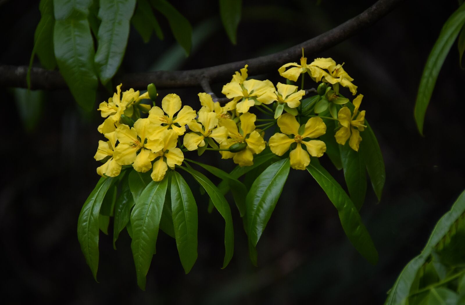 Nikon D7200 sample photo. Flower, spring, bloom photography