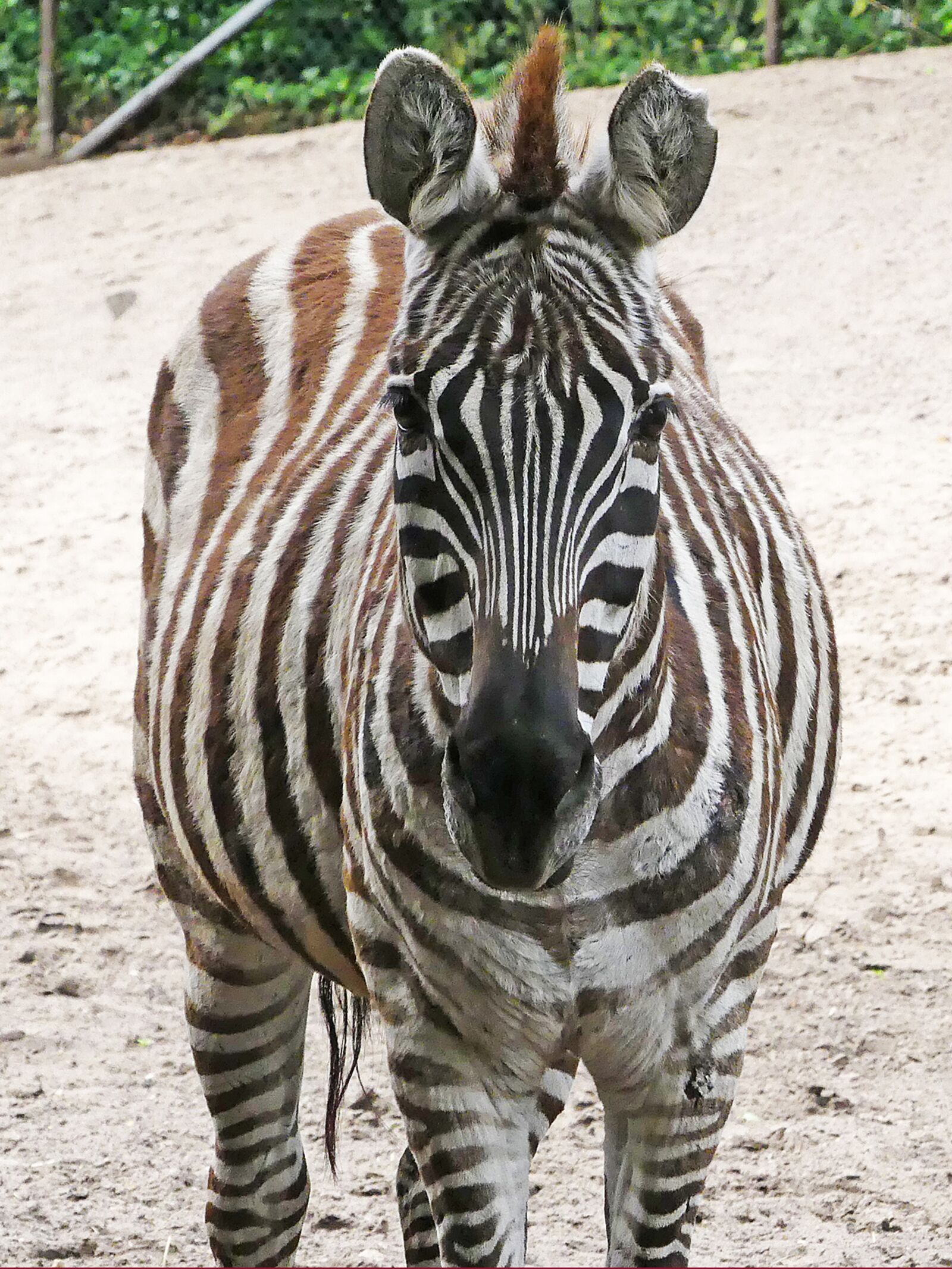 Panasonic Lumix DMC-FZ300 sample photo. Zebra, zoo, black and photography
