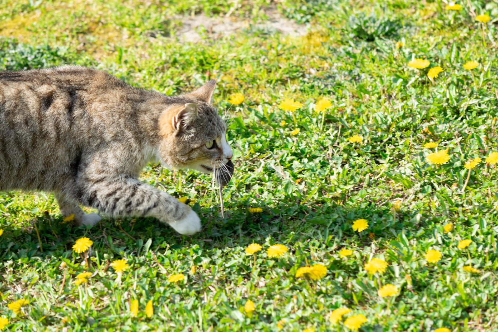 Nikon D3300 sample photo. Mouse, kitten, cat photography