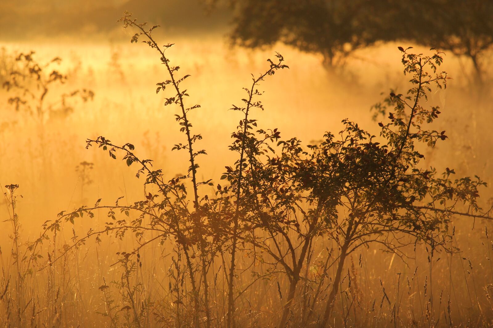 Canon EF-S 55-250mm F4-5.6 IS STM sample photo. Landscape, fog, early morning photography