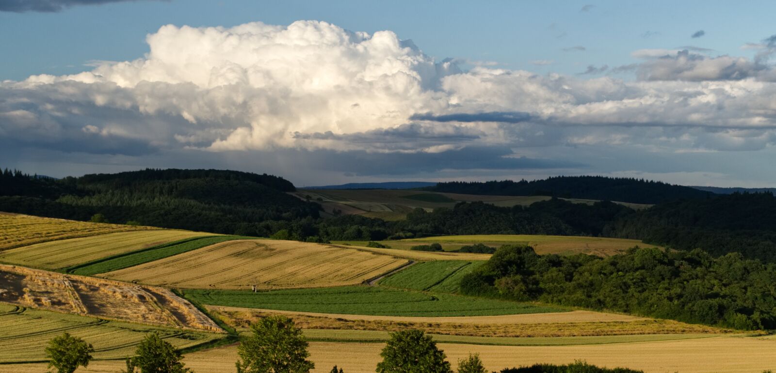Nikon D5500 sample photo. Landscape, field of rapeseeds photography
