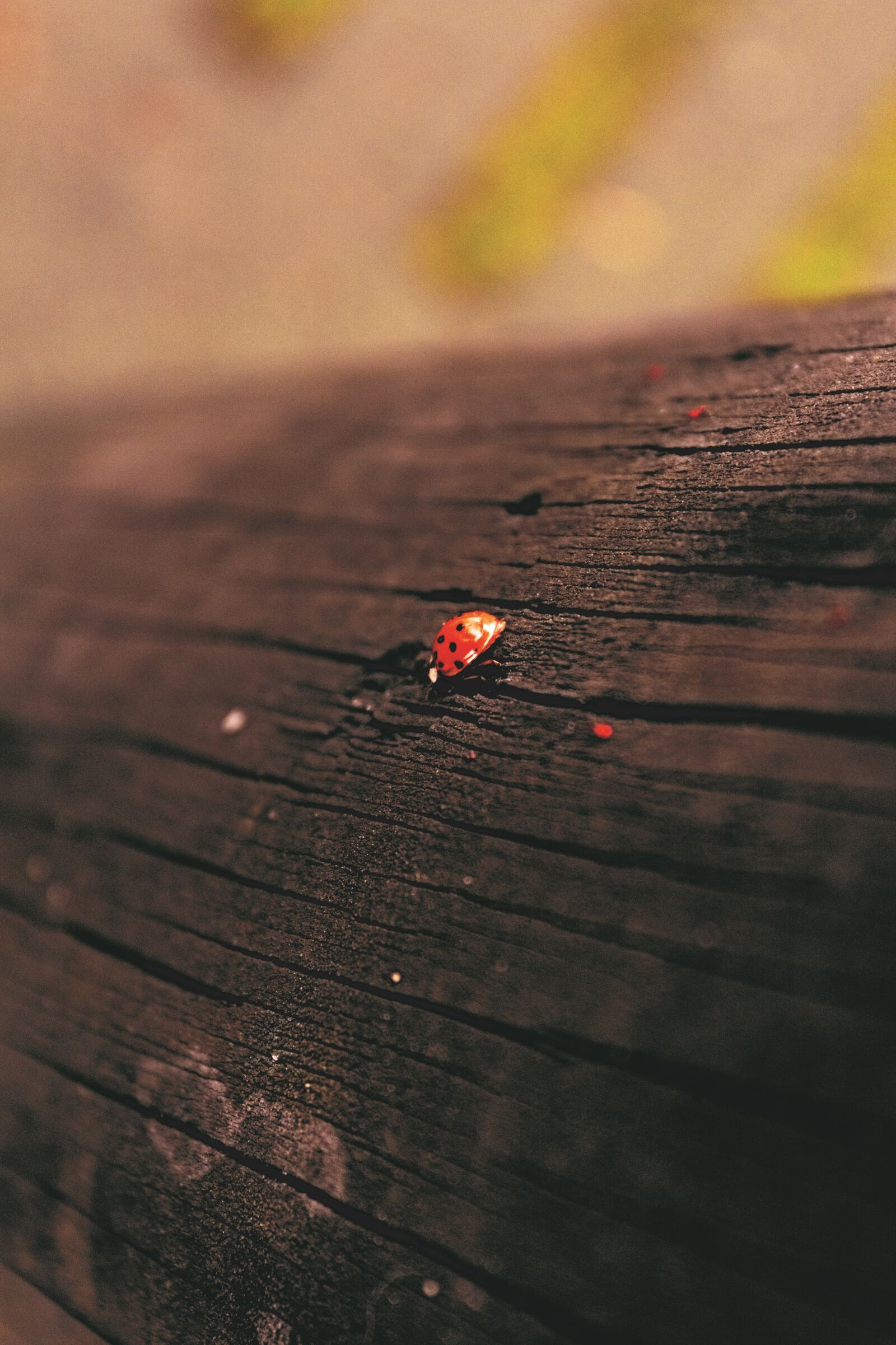 Canon EOS 1300D (EOS Rebel T6 / EOS Kiss X80) sample photo. Ladybug, nature, wood photography