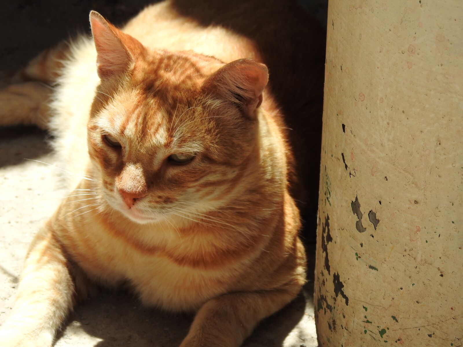 Nikon Coolpix P900 sample photo. Cat, animals, pet photography