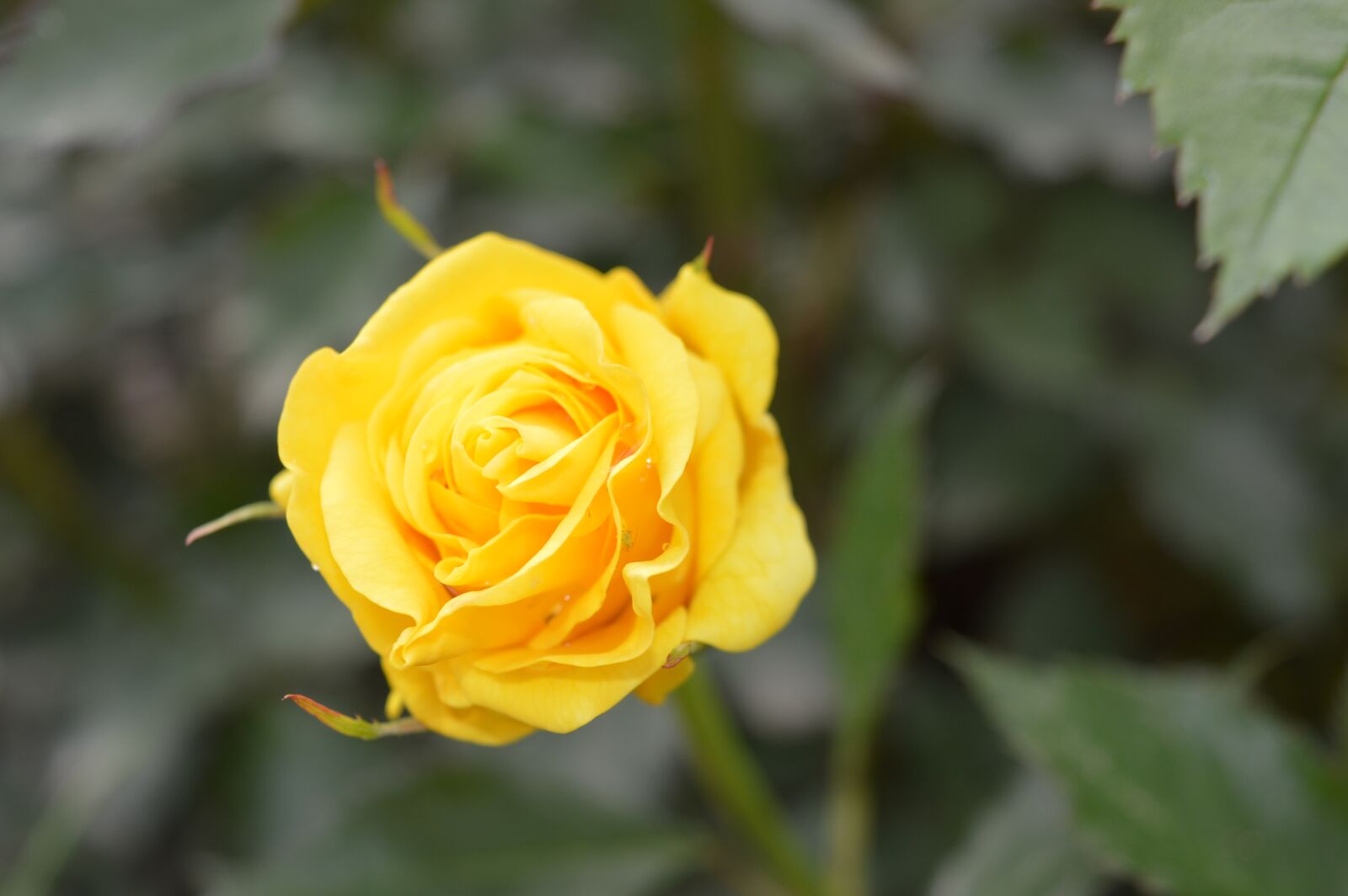 Nikon D3200 sample photo. Rose, flower, romantic photography