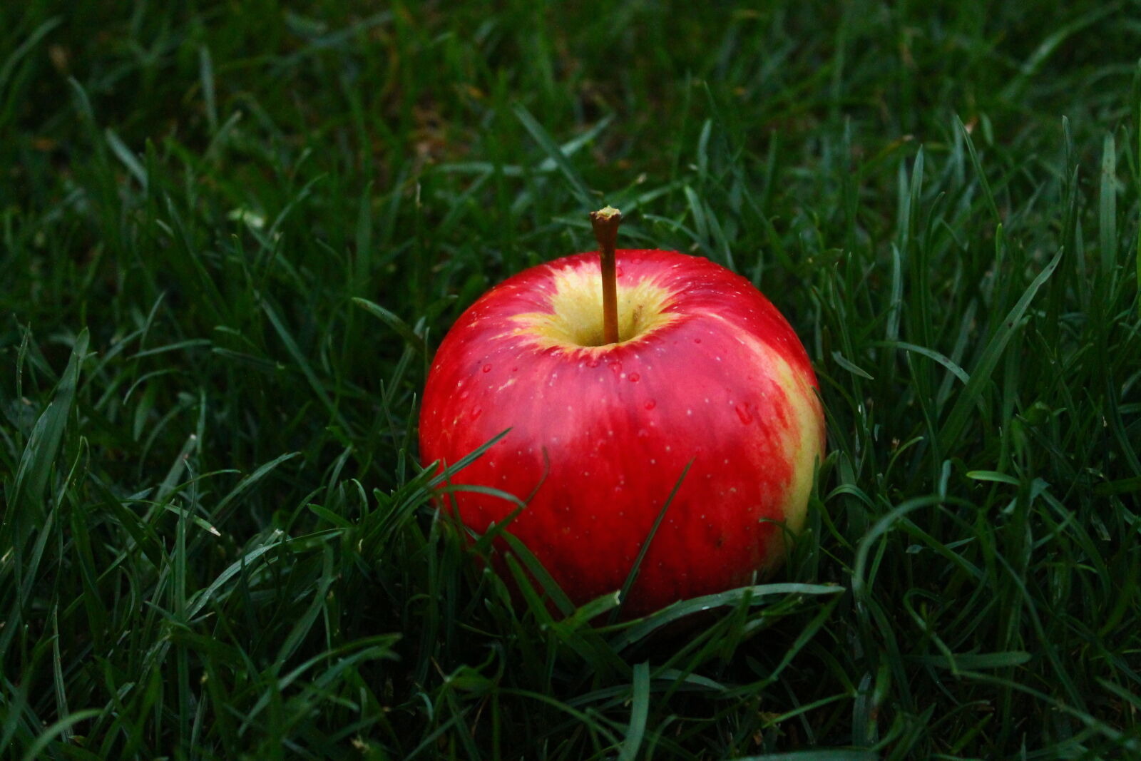Canon EOS 1100D (EOS Rebel T3 / EOS Kiss X50) sample photo. Apple, delicious, food, fresh photography