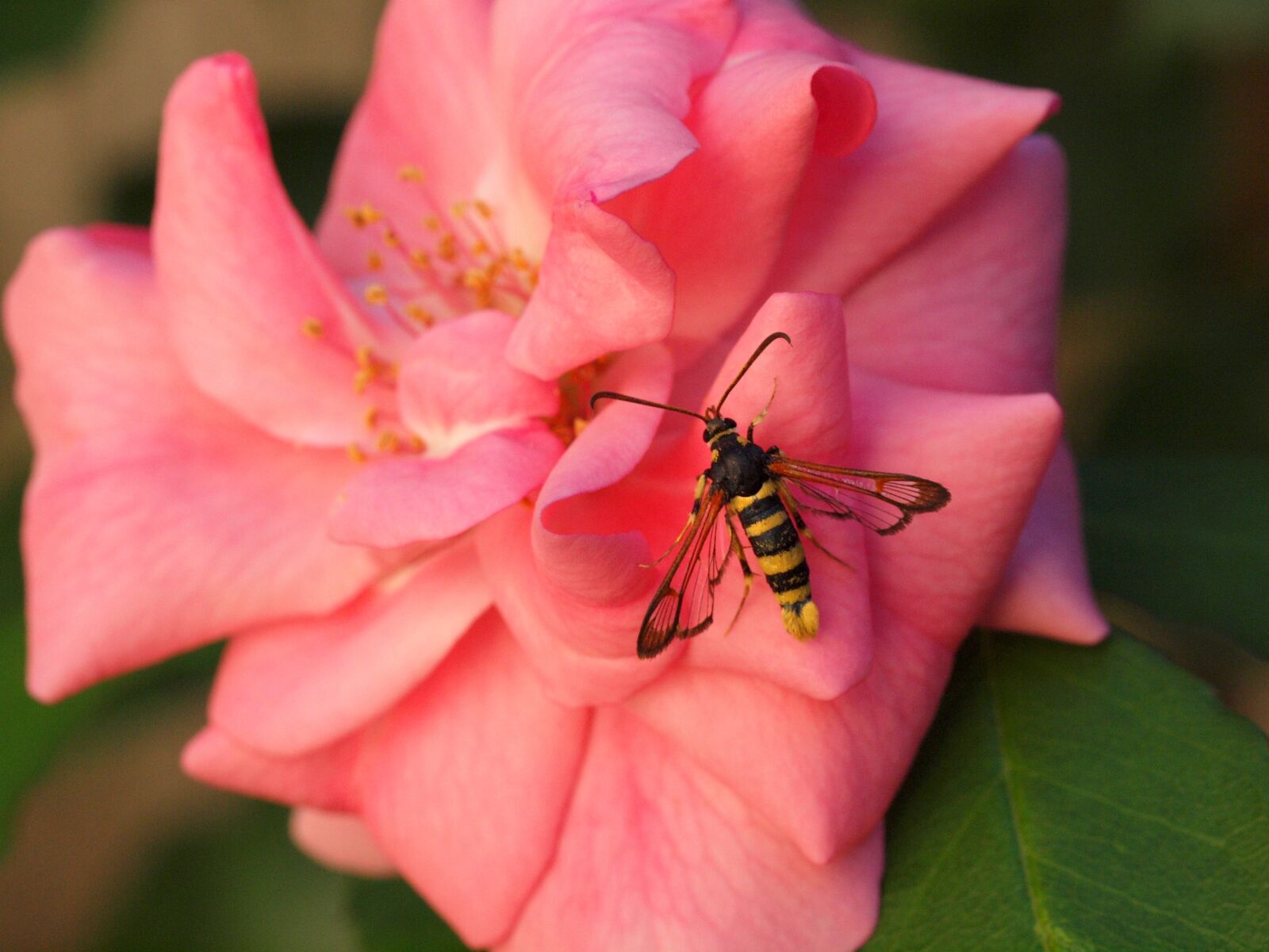 Olympus E-30 sample photo. Insect, pink, macro photography