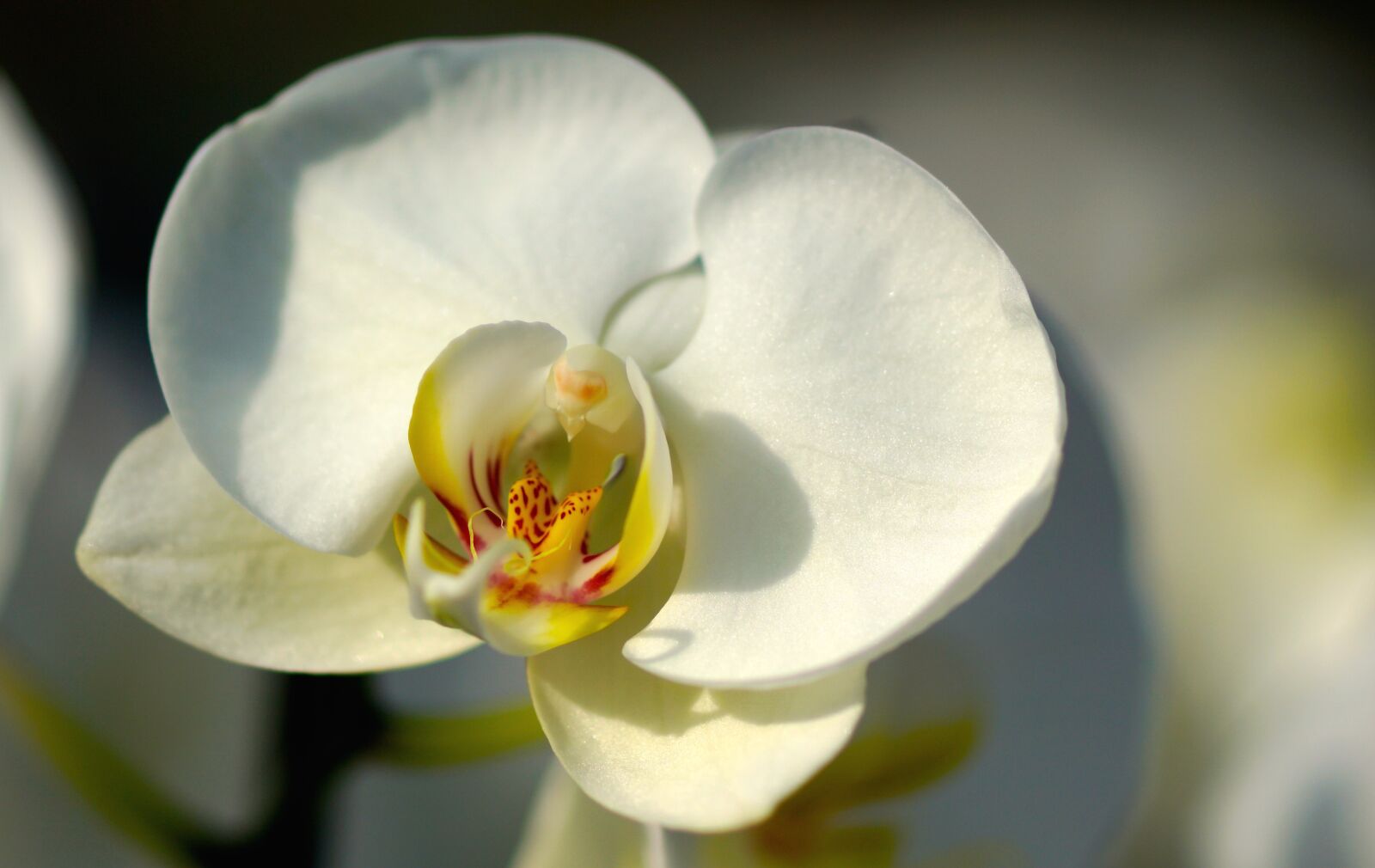 Sony ILCA-77M2 + Tamron SP AF 90mm F2.8 Di Macro sample photo. Orchid, white, white orchid photography