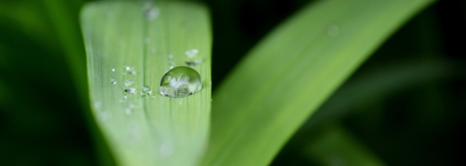 Nikon D3100 sample photo. Nature, water, wet photography