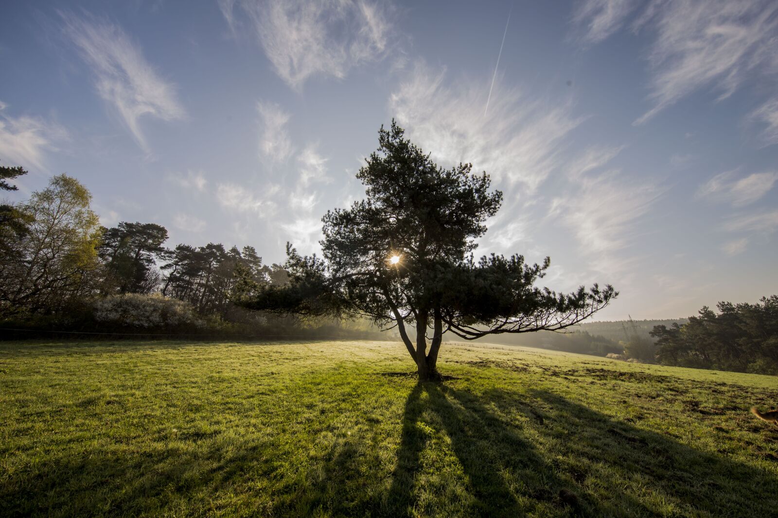 Canon EOS 6D + Canon EF 11-24mm F4L USM sample photo. Tree, nature, beauty photography