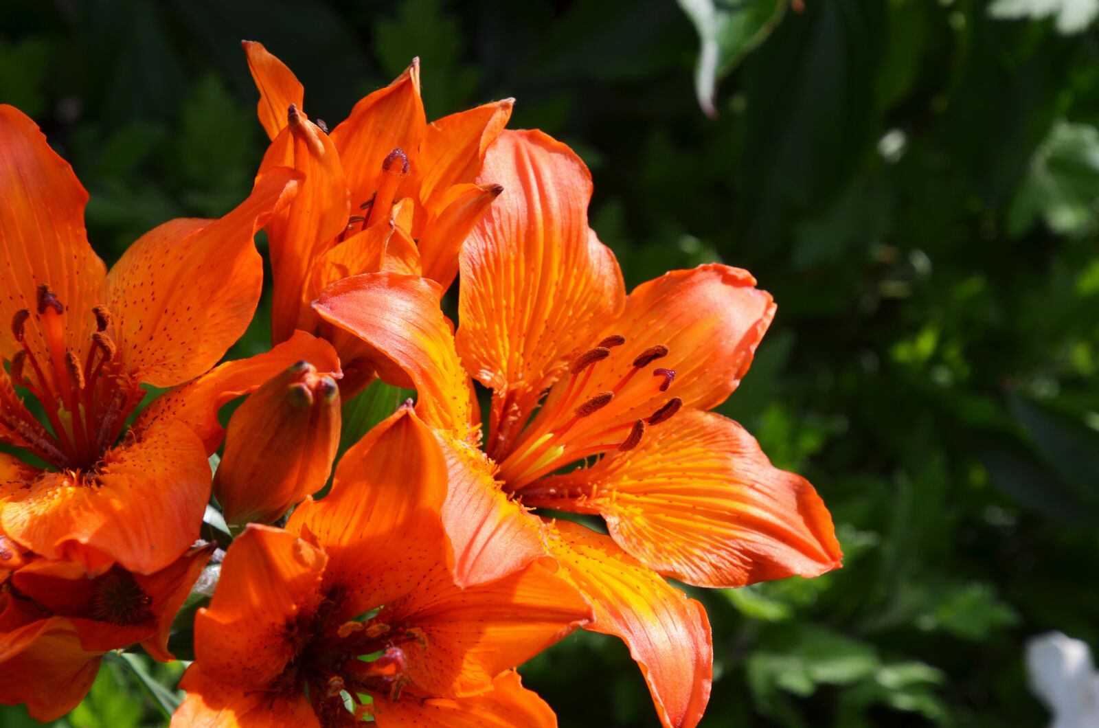 Nikon D7000 sample photo. Fire lily, lily, garden photography